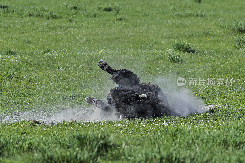 美国野牛(bison bison)，也被称为美国水牛，在怀俄明州的黄石国家公园大量发现。在泥土中滚来滚去，形成一个灰尘浴。